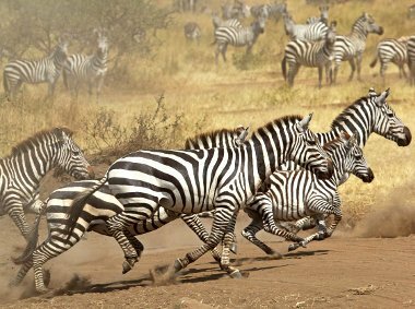 Photo of zebras running across the field