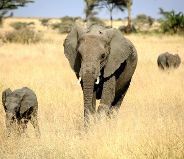Photo of elephants in the fields